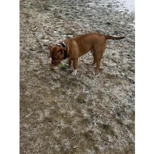 Lost Dog Scar