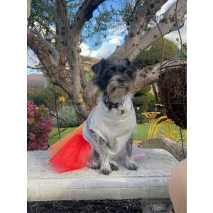 Image of Shyla, Lost Dog