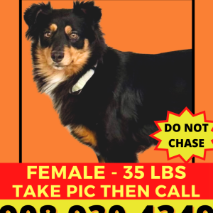 Lost Dog Quinn (Mocha)