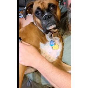 Image of Precious Nelson, Lost Dog