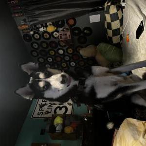 Lost Dog Yuki