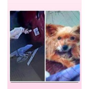 Lost Dog Mimi