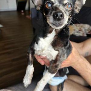 Image of Unknown, Found Dog