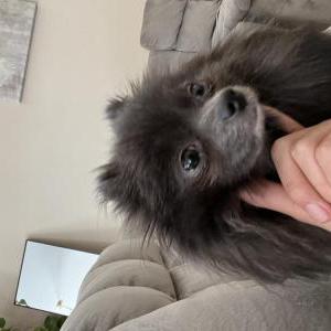Lost Dog Sadies
