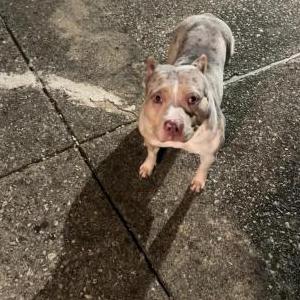 Lost Dog Cindylu