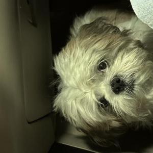 Lost Dog Gizmo