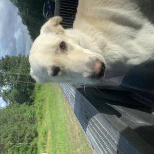 Image of lucy, Lost Dog