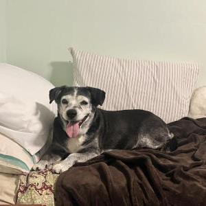 Found Dog Unknown