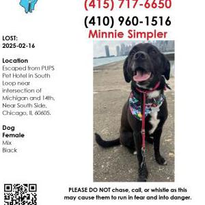Lost Dog Minnie