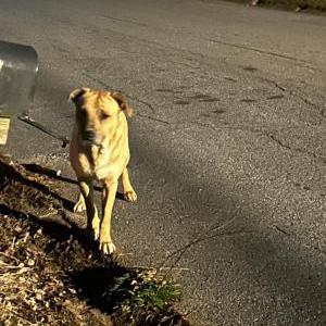 Image of Unknown, Found Dog