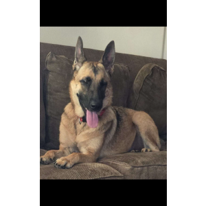 Lost Dog skyline