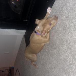 Image of Roxy, Lost Dog