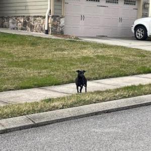 Image of unknown, Found Dog
