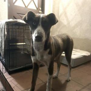 Found Dog unknown