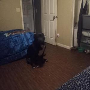 Lost Dog Serb