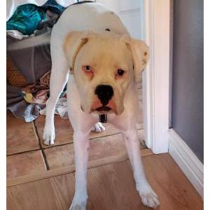 Lost Dog Apollo