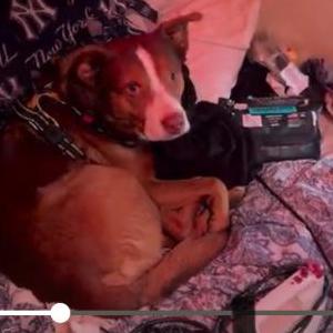 Image of Mio, Lost Dog