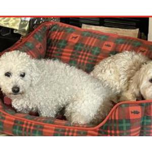 Image of Lola and Poninas, Lost Dog