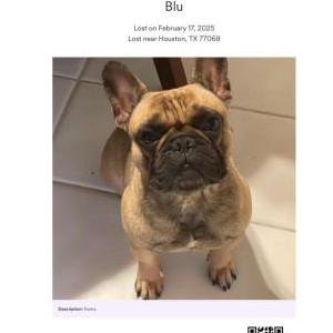 Lost Dog Blu