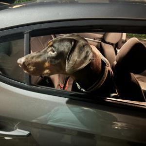 Found Dog Unknown