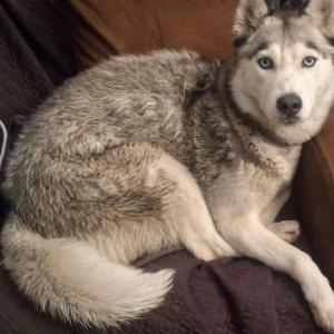 Found Dog Unknown