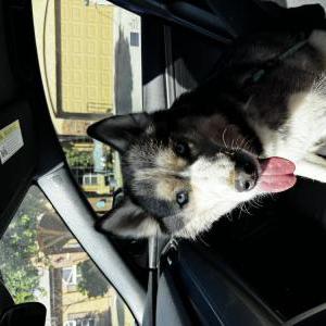 Image of Unknown, Found Dog