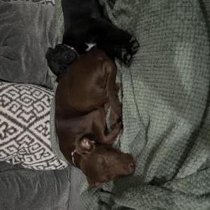 Lost Dog Estrella
