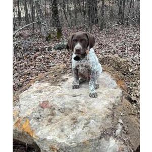 Lost Dog Finn