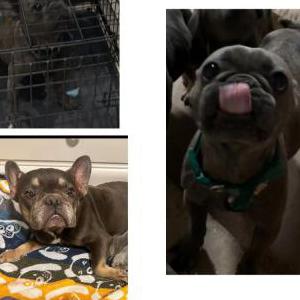 Lost Dog Grey females