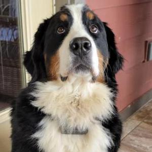 Image of Hannah, Lost Dog