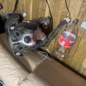 Lost Dog Queen