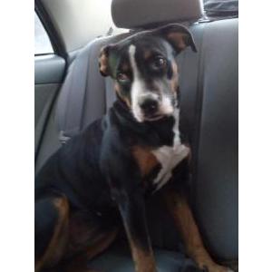 Lost Dog Anabell