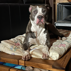 Lost Dog Jack