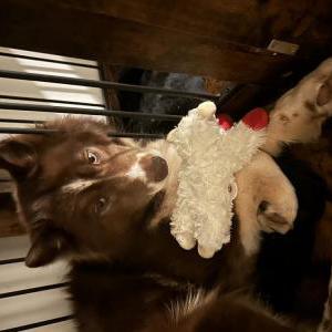 Lost Dog Maple brown sugar