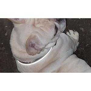 Lost Dog Rayden