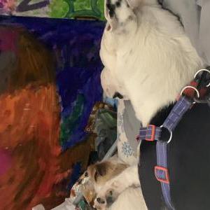 Image of Star fire / Flokie, Lost Dog