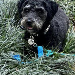 Image of Scooter, Lost Dog