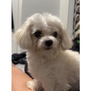 Lost Dog Coco