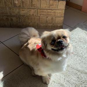 Lost Dog Buster