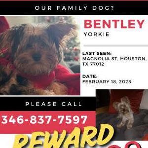 Lost Dog Bentley