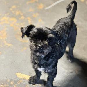 Image of Pep, Lost Dog