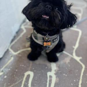 Lost Dog Joey