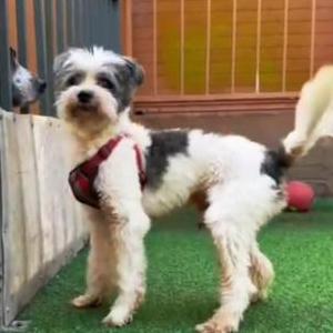 Lost Dog Domino