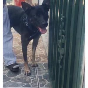 Lost Dog Blue