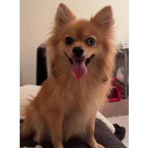Lost Dog Pearl