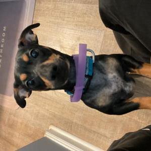 Image of Boots, Lost Dog