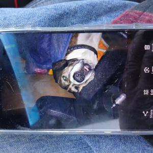 Lost Dog JERSEY