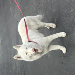 Found Dog Unknown