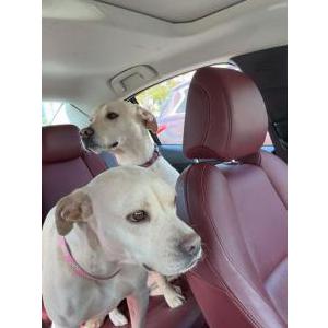 Lost Dog Bubba and Blitzen