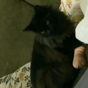 Image of Sasuke (sauce), Lost Cat